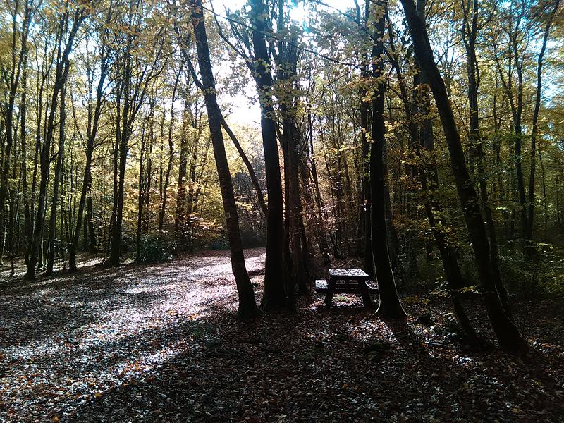 Forêt de Bois Blanc à Mornac - Angoulême Tourisme