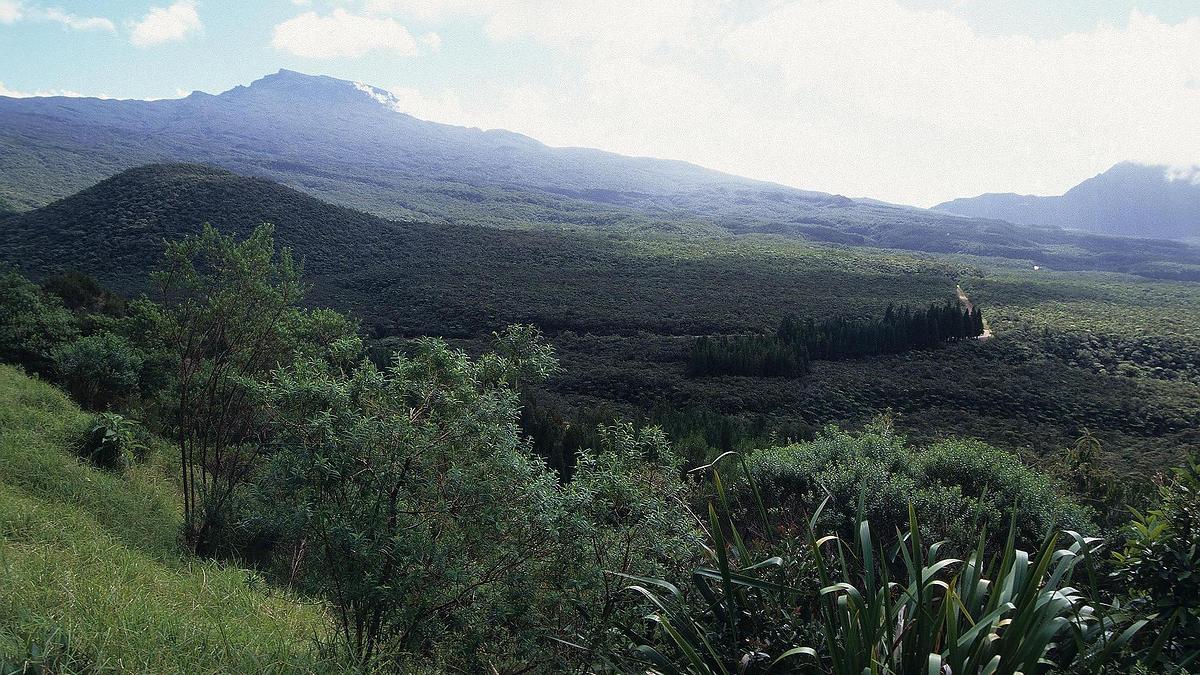 Forêt départemento-domaniale de Bélouve, La Réunion