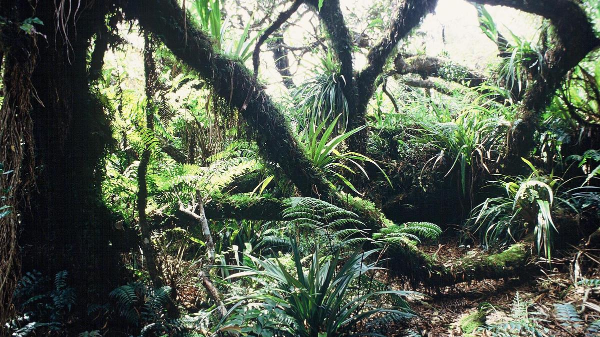 Forêt de Tamarins, Ile de La Réunion