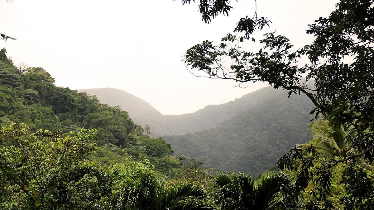 Forêt tropicale humide, vallée de Beaugendre, Guadeloupe