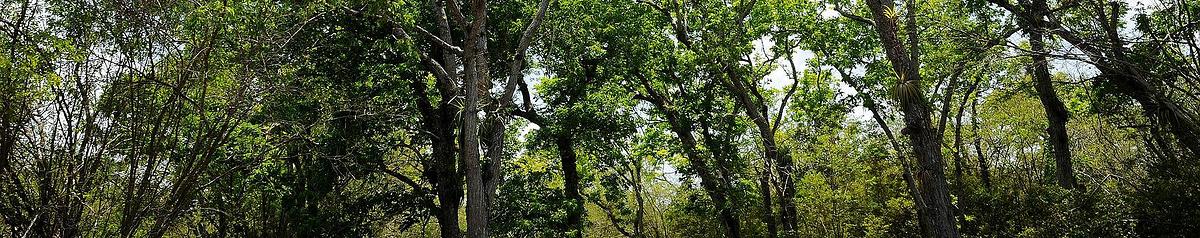 Forêt de mahogany, Nord Grande Terre