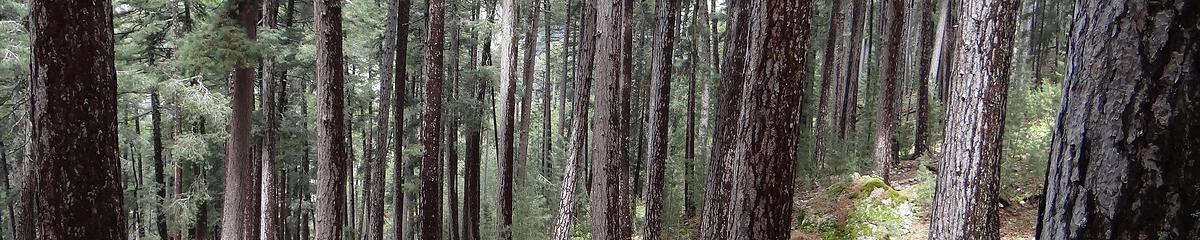 Forêt de pins laricio