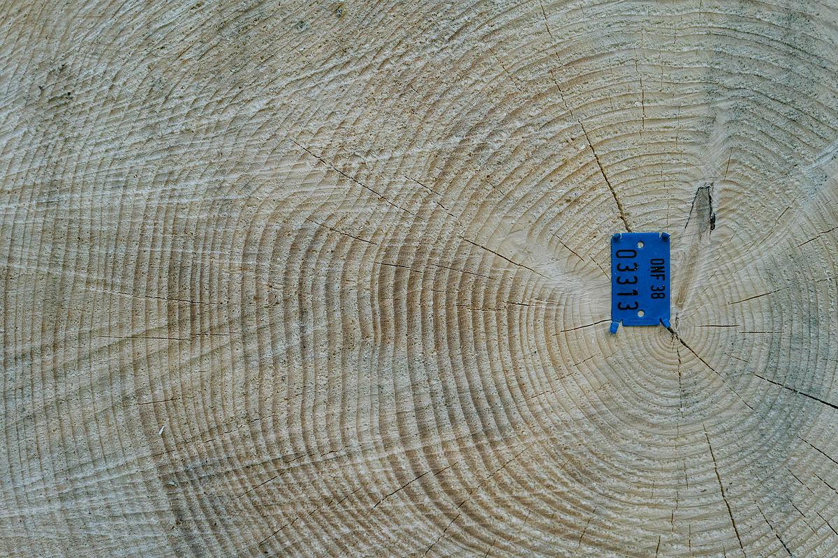 Photo représentant les cernes de l’épicéa qui permettent de calculer l’âge de l’arbre et qui sont aussi un témoin de la qualité du bois
