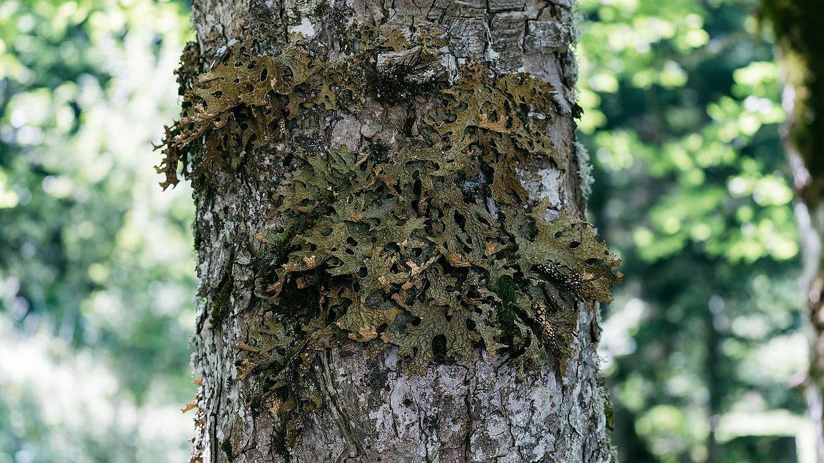 Photo d'une espèce de lichen (Lobaria pulmonaria) dont la présence témoigne d’une bonne qualité de l’air.