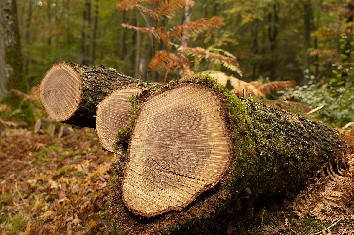 Couper des arbres, pourquoi et comment ? L'ONF fait le point