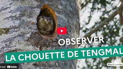 Capture d'écran du documentaire de Bruno Allès sur les chouettes de Tengmalm