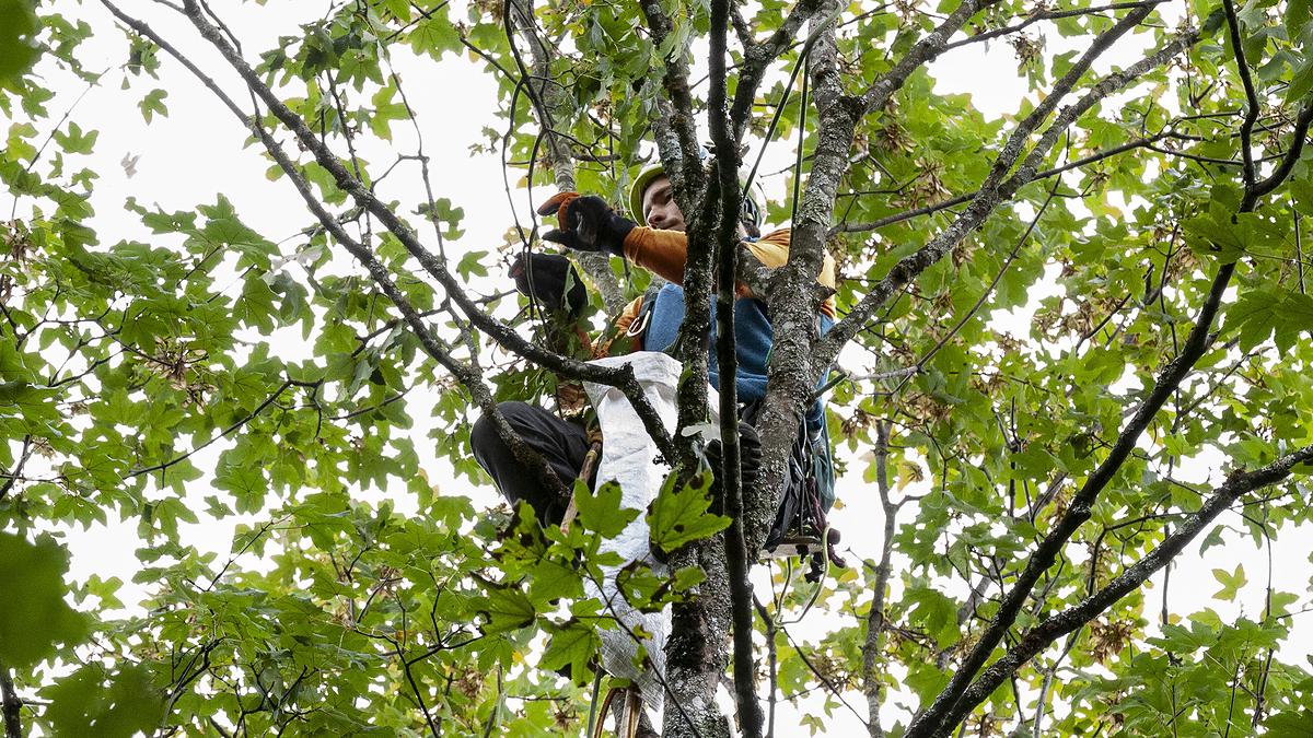 Le cueilleur-grimpeur, aussi appelé "écureuil", est perché au milieu des arbres pour récolter leurs graines.