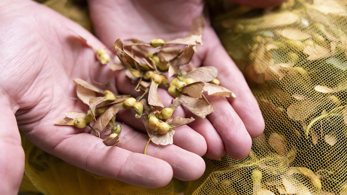 Un cueilleur tient dans ses mains les fruits de l'érable sycomore qui ressemblent à des ailes d'insecte.